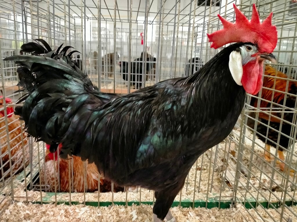 trio (1 coq et 2 poules) espagnols a face blanche, Plusieurs animaux, Poule ou poulet