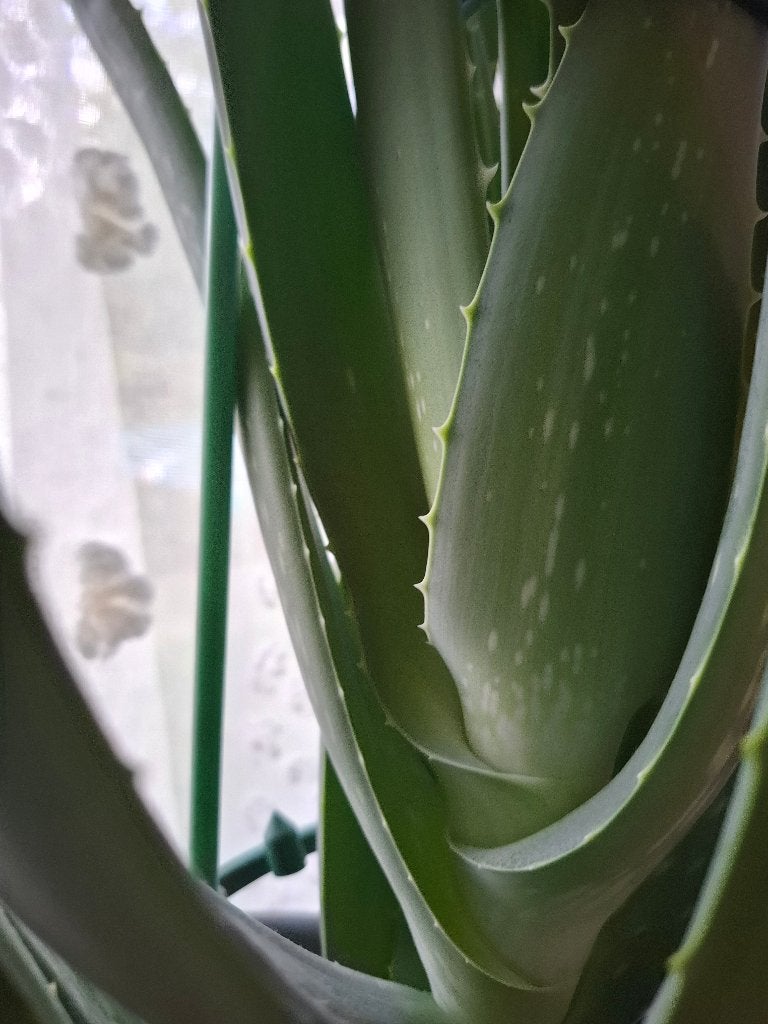 Aleo vera, Autres espèces, Ne fleurit pas, Enlèvement, Plante fixe