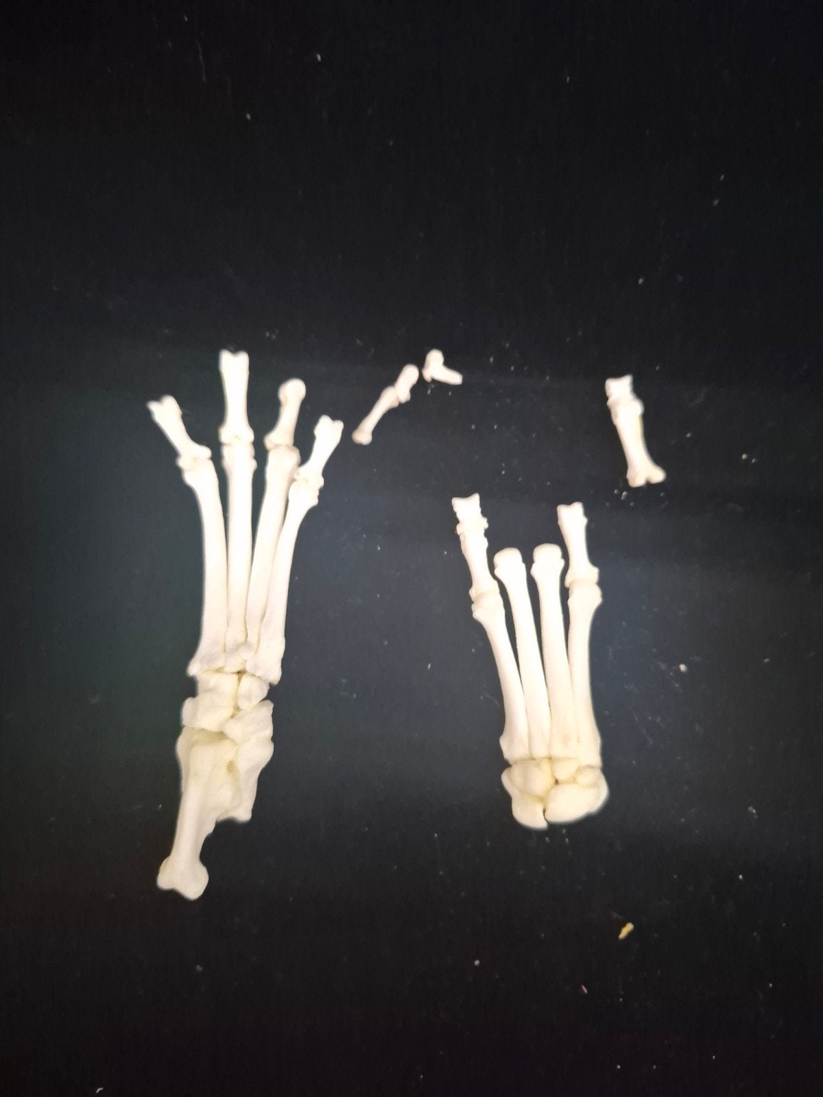 Ossements de pattes de chien (Ostéologie / Art / Cabinet de, Enlèvement ou Envoi