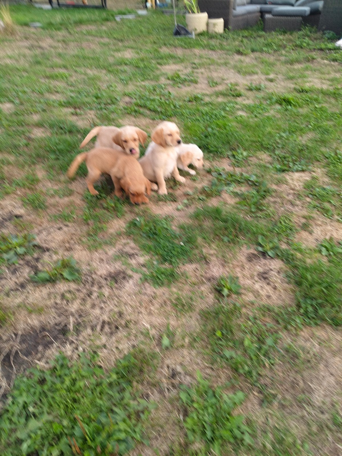 beaux chiots retriever, Animaux & Accessoires, Maladie de Carré (chiens), Autres races, Plusieurs, Belgique