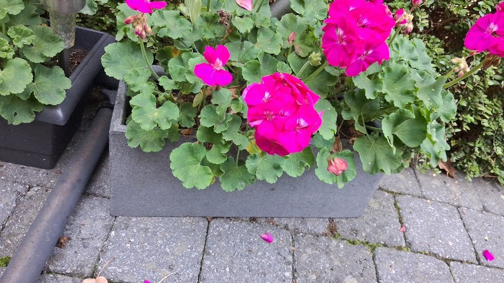 Bloeiende plantenbakken/Geranium, Volle zon, Eenjarig, Zomer, Ophalen