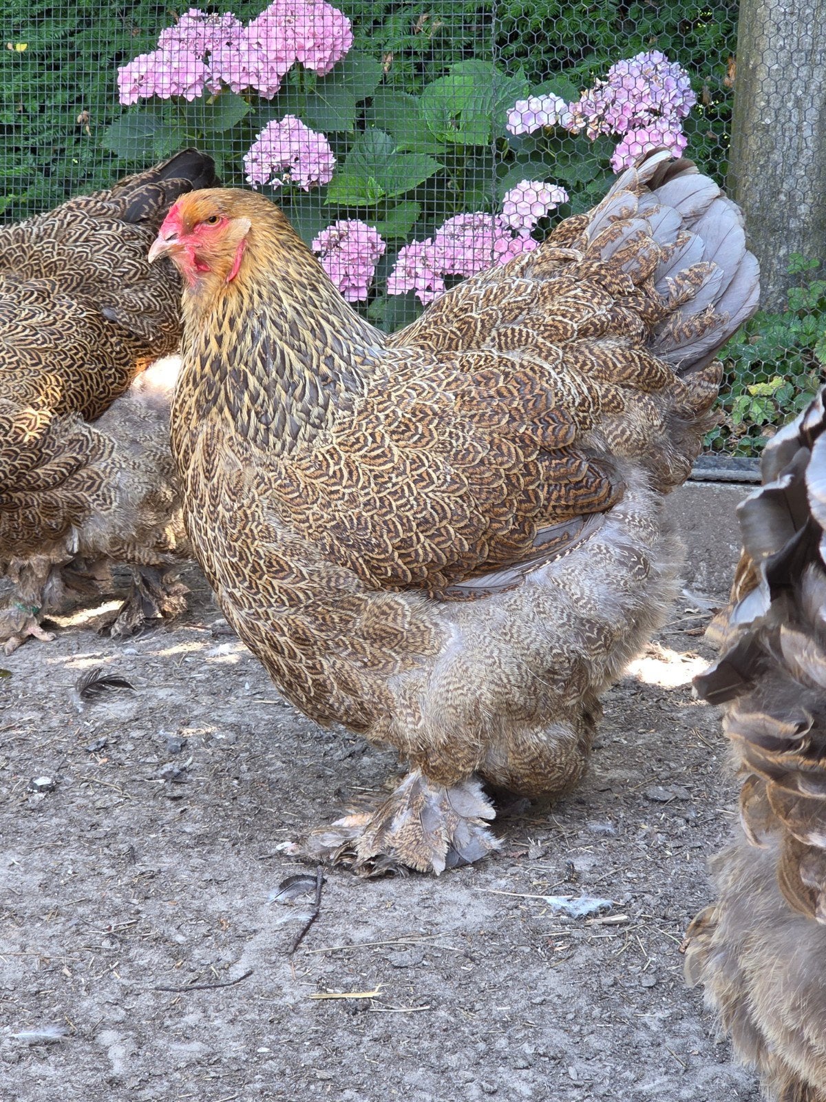 Trio brahma meerzomig blauwpatrijs, Dieren en Toebehoren, Pluimvee