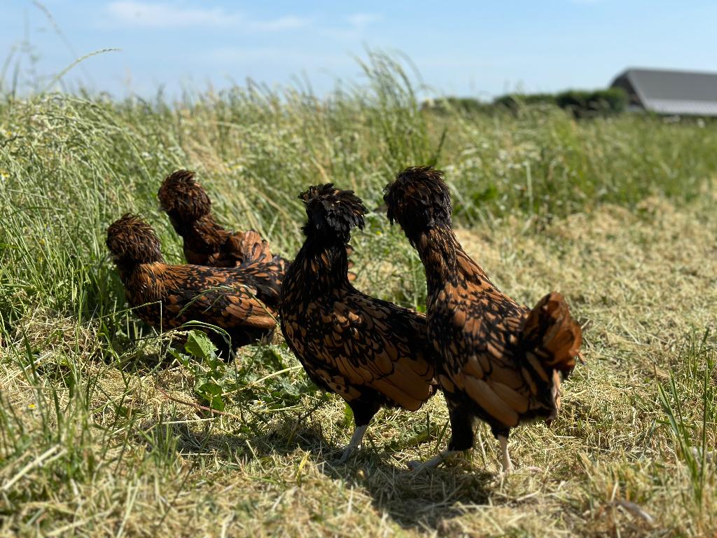 Jonge tamme Padua kriel kippen goudzwart gesekst en ingeënt, Dieren en Toebehoren, Vrouwelijk, Kip