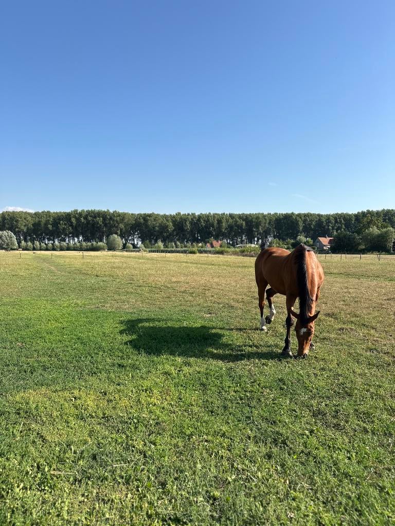 Azur met toebehoren, Dieren en Toebehoren, Met stamboom, Springpaard, Ruin, Zadelmak