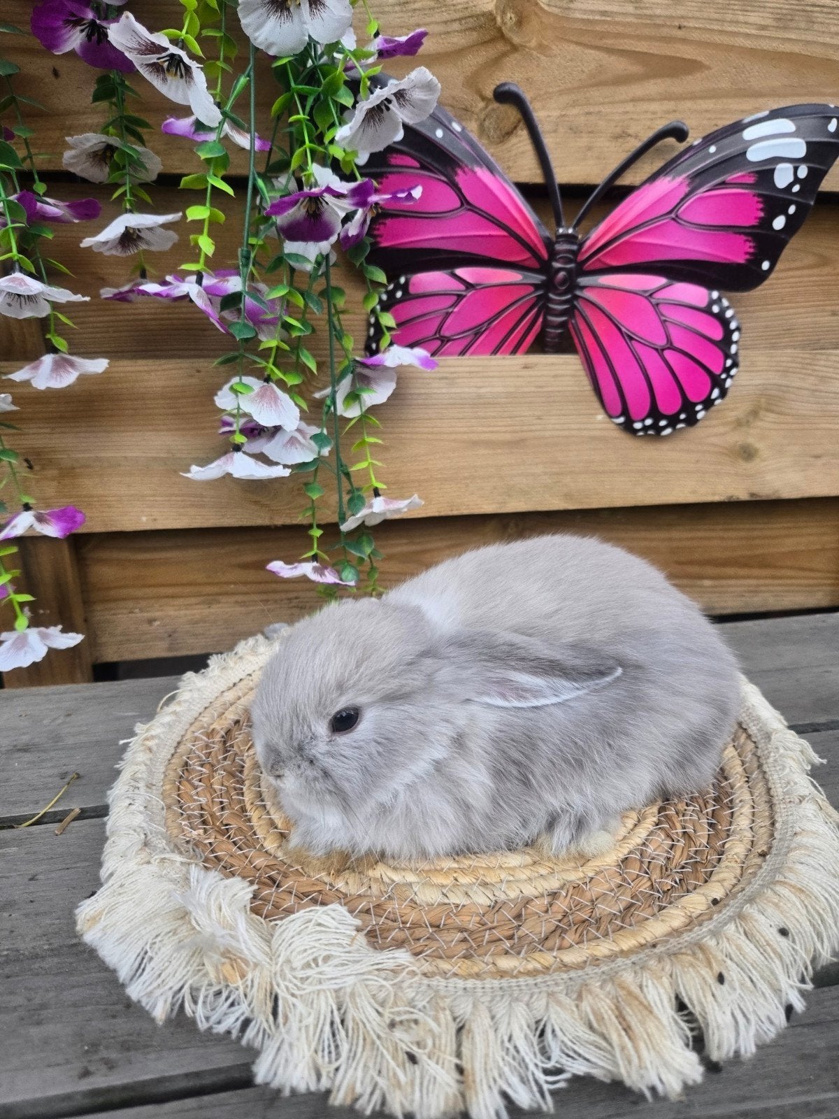 minilop voedster, Dieren en Toebehoren