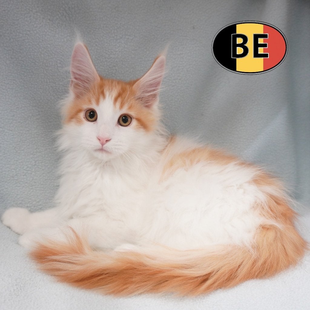 Maine Coon à l'allure fascinante à vendre, Animaux & Accessoires, Plusieurs animaux, Avec puce électronique, 0 à 2 ans