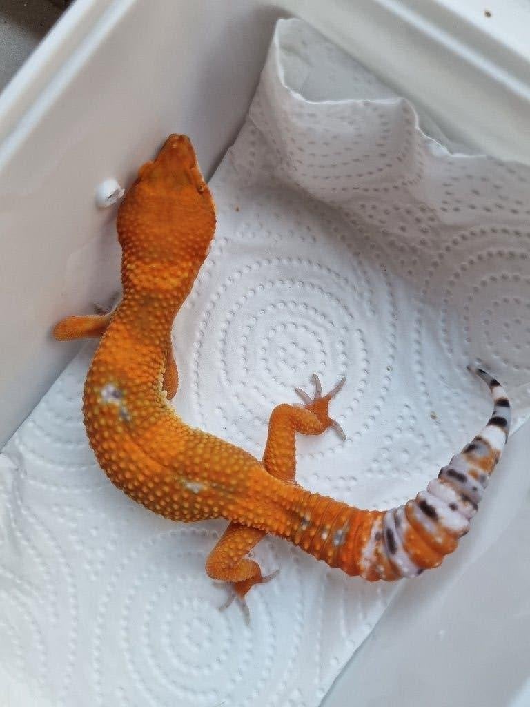 1.0 purple head mandarin het tremper luipaardgekko