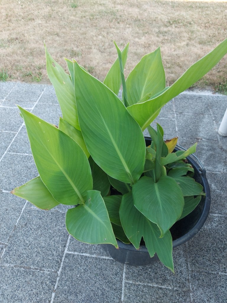 Rode canna's, Tuin en Terras, Planten | Tuinplanten, Ophalen, Eenjarig, Overige soorten
