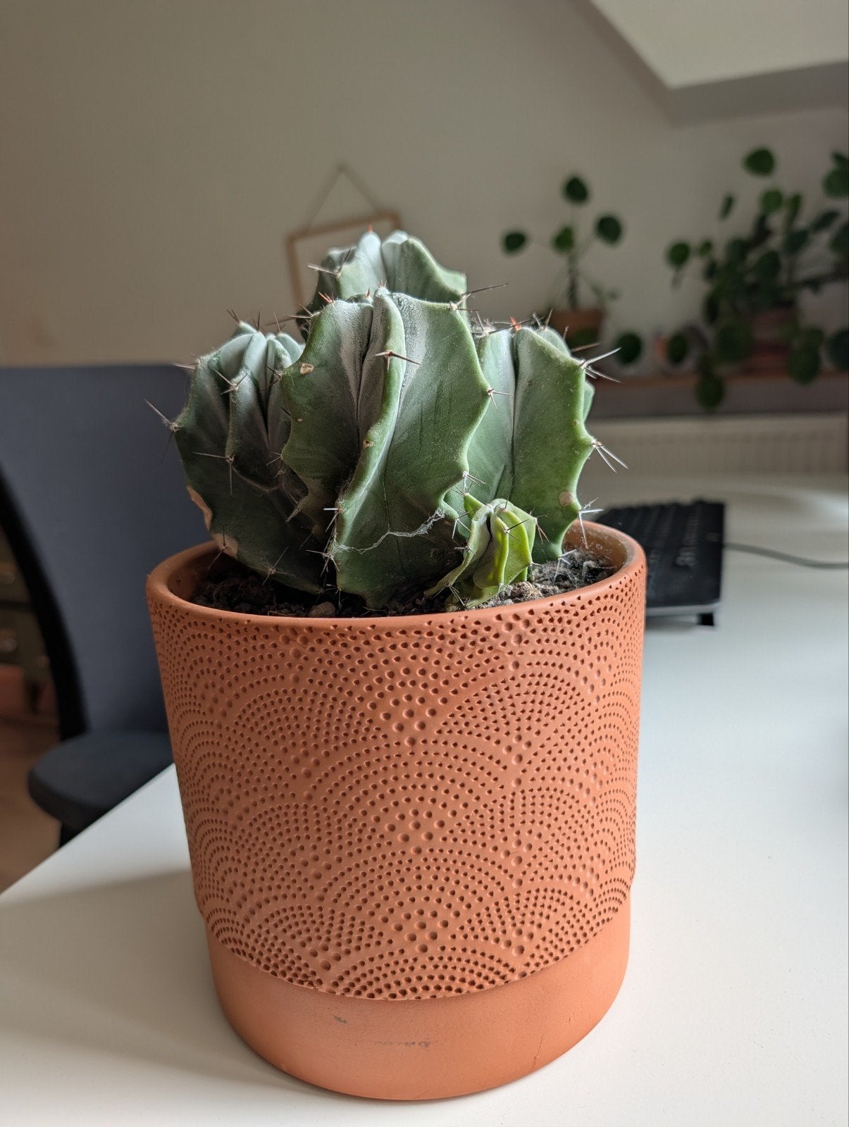 gemakkelijke  incl terracotta bloempot, Huis en Inrichting, Ophalen