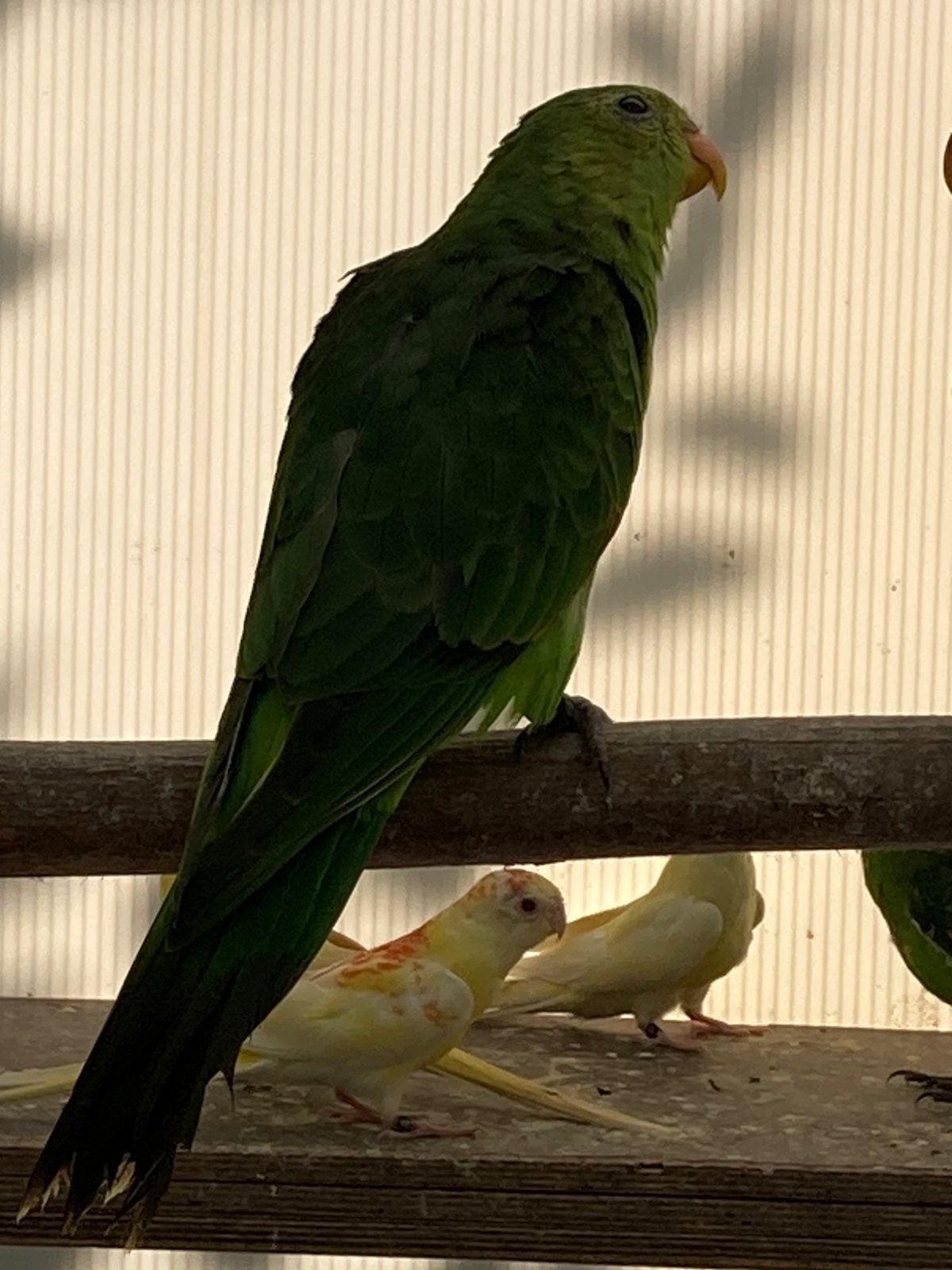 Roodvleugels, Femelle, Perruche, Bagué