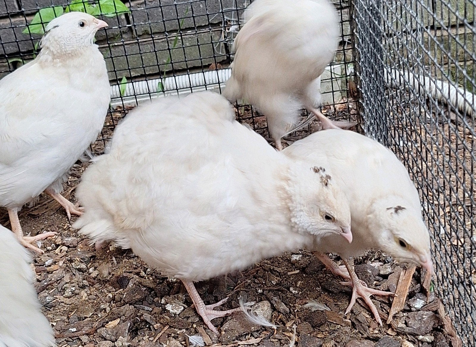7 mooie witte japanse kwartels, Dieren en Toebehoren