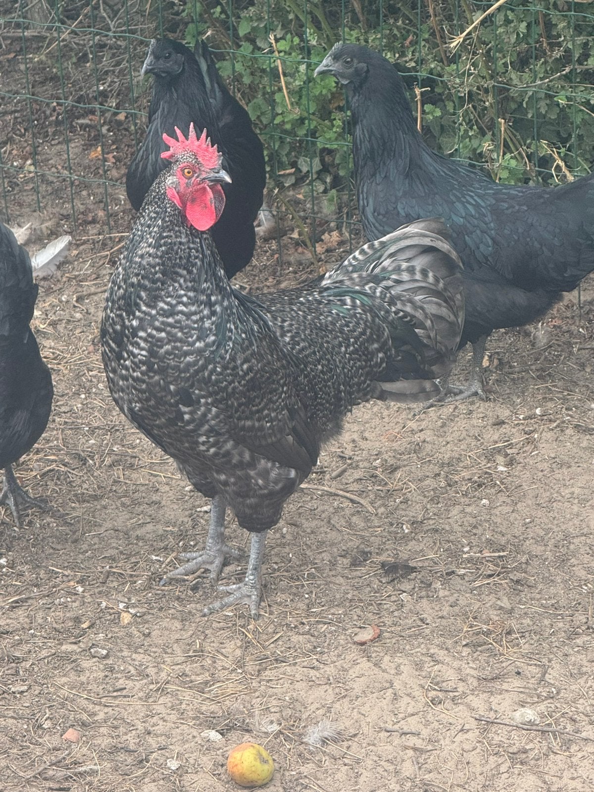 Mooie haan, Mâle, Poule ou poulet