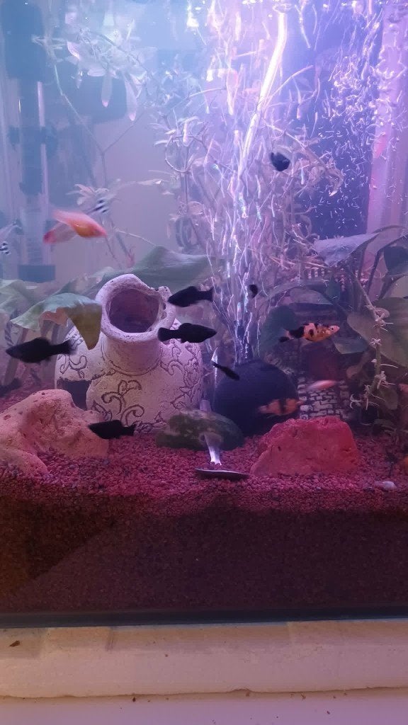 jonge platy's & molly's versch kleuren (ook baby'tjes), Dieren en Toebehoren, Vis, Zoetwatervis, Schoolvis
