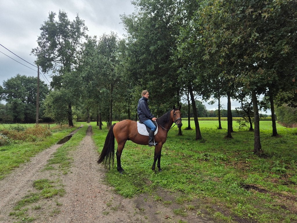 Mooie draver, Hongre
