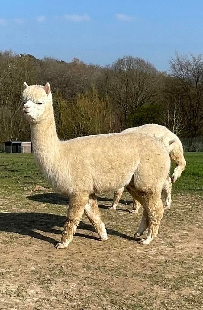 Lieve jonge stamboek-alpaca merrie, Oktober, Vrouwelijk