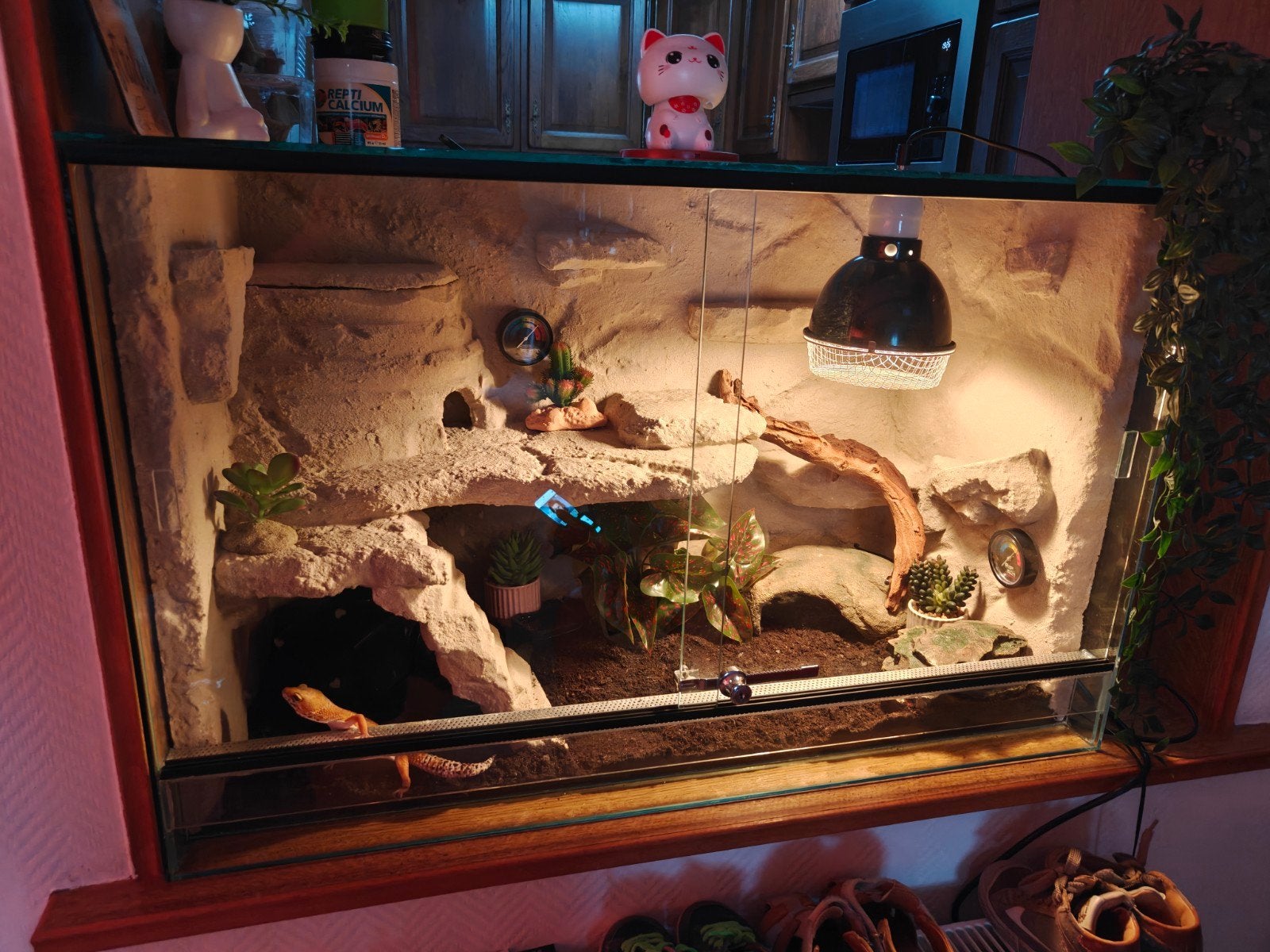 terrarium 80x40x50, Dieren en Toebehoren, Ophalen