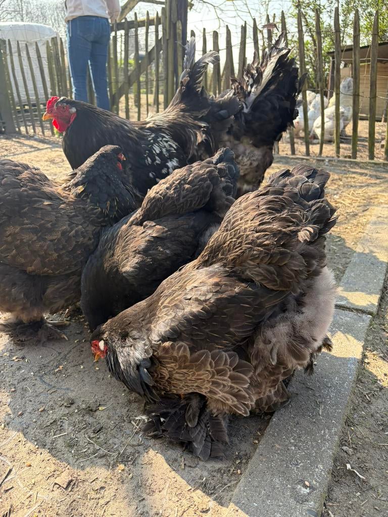 Te koop broedeieren Brahma Zilverkwartel/Goudkwartel, Poule ou poulet