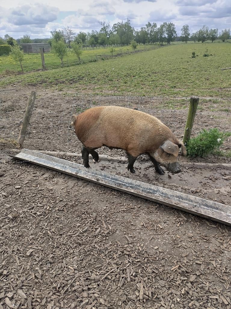 Slachtrijpe varkens te koop, Plusieurs animaux, Porcs, 0 à 2 ans
