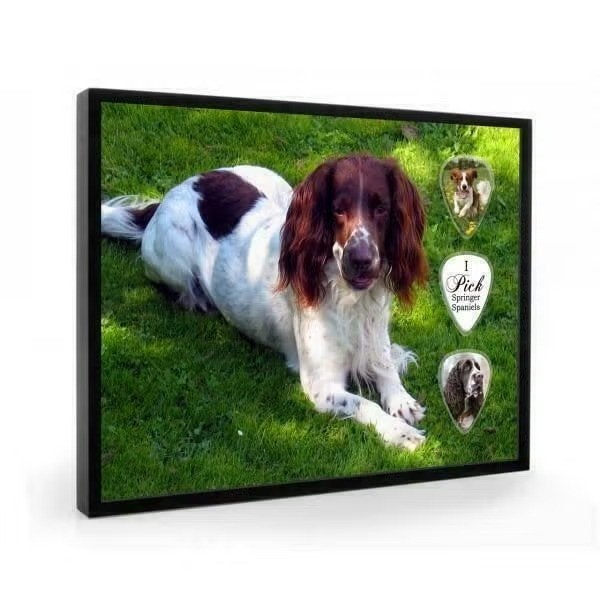 Springer Spaniel hond plectrumdisplay, Enlèvement ou Envoi, Neuf