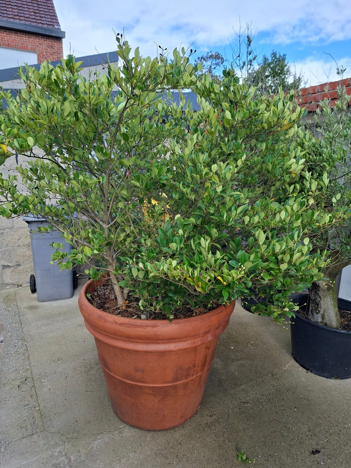 Grote terracotta potten 90 cm, Tuin en Terras, Ophalen