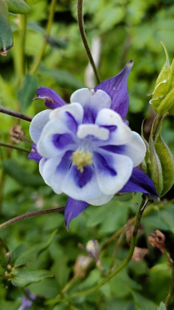 Akelei zaailingen 7 voor 5 euro , nu planten, Tuin en Terras, Volle zon, Vaste plant, Lente, Ophalen