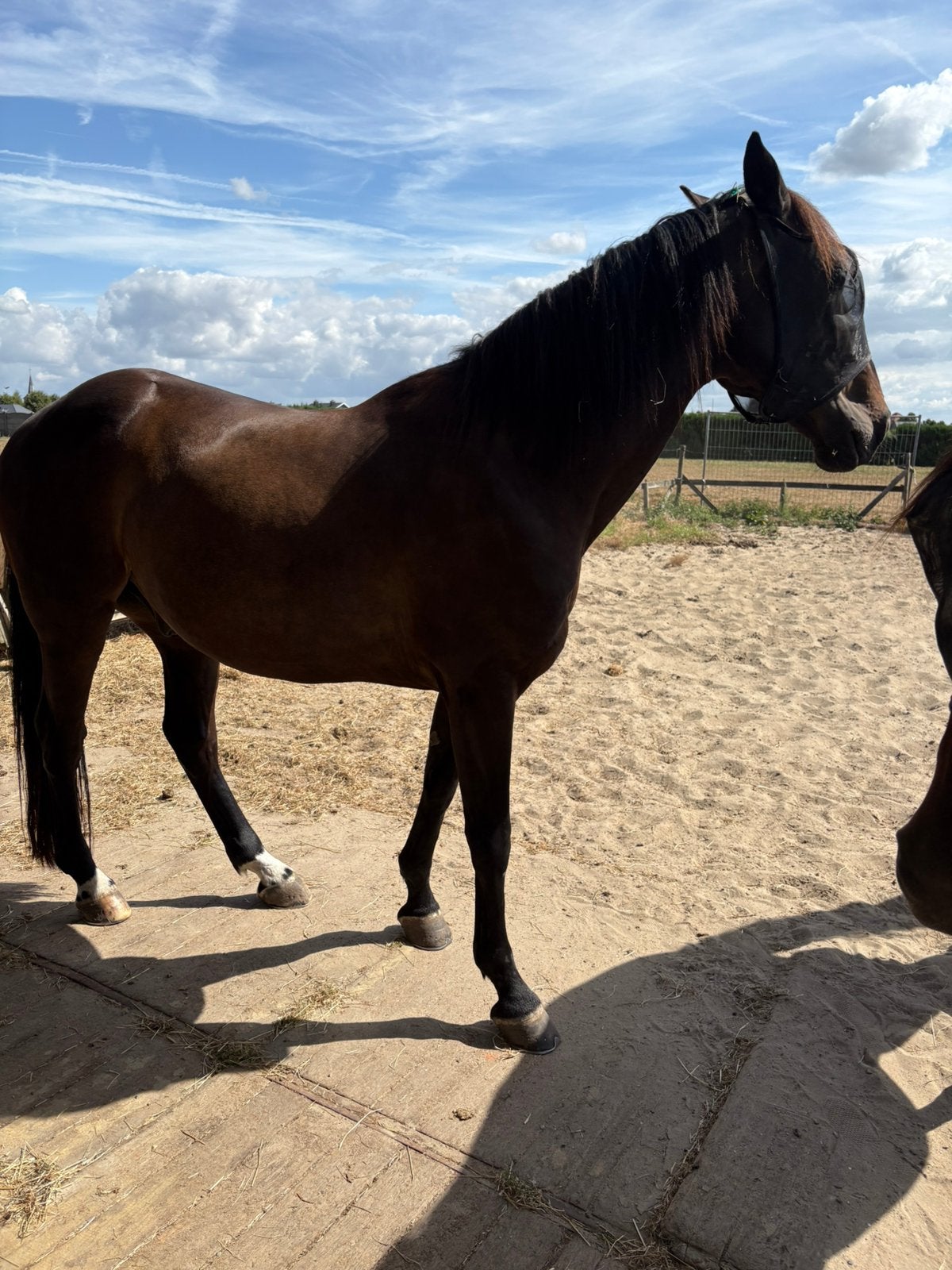 Paard  Drraver 7 jaar