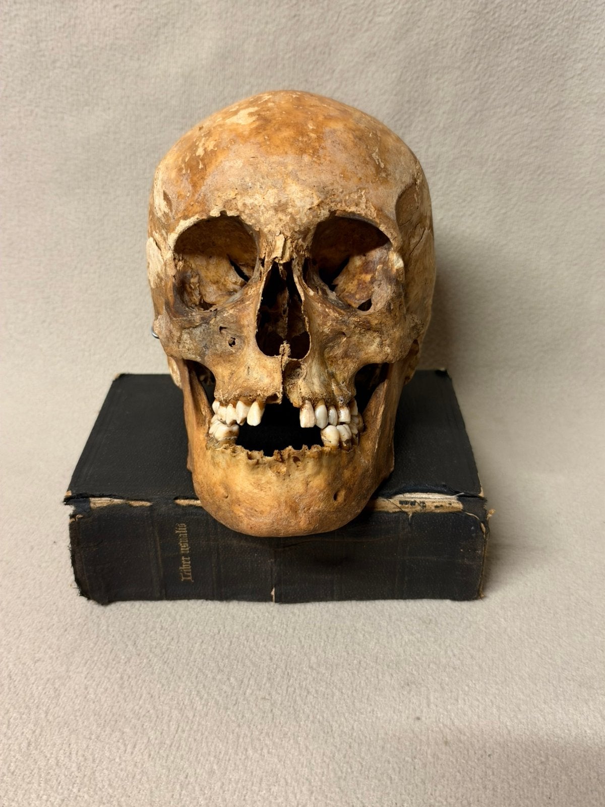 Antieke schedel - skull, Verzamelen, Ophalen of Verzenden, Zo goed als nieuw