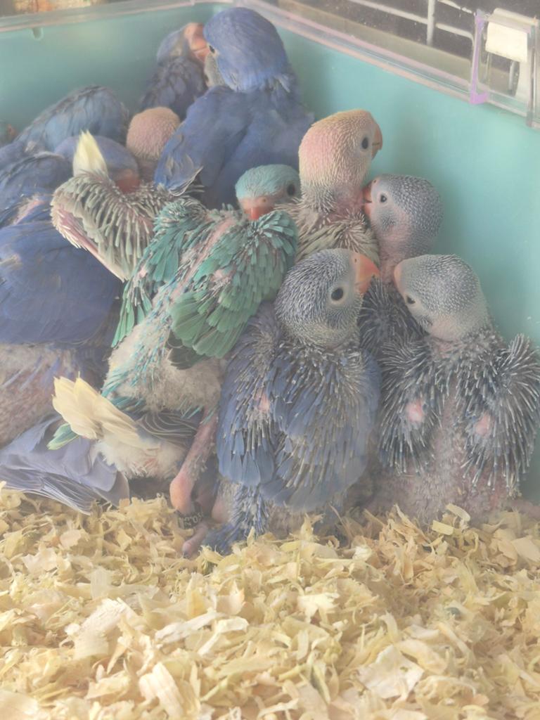Vogels, Dieren en Toebehoren, Pluimvee