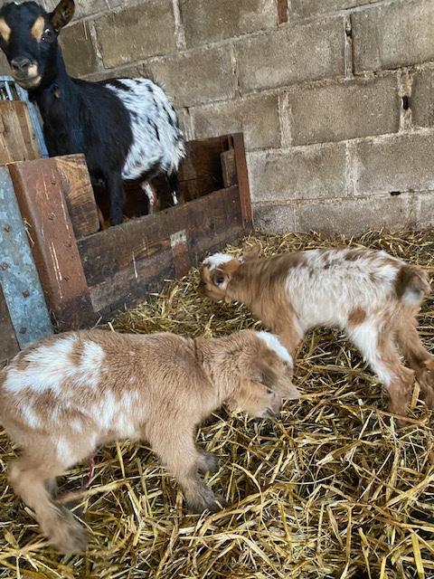 Hele mooie dwerggeit bokjes, Dieren en Toebehoren, Mannelijk, Geit, 0 tot 2 jaar