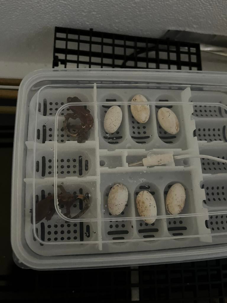 Bebe geckos a crete 1 mois, Dieren en Toebehoren, Ophalen, Zo goed als nieuw