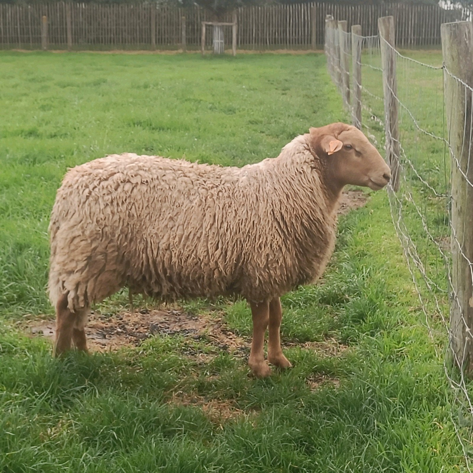 Ardense Voskop jonge ram (°januari '26), Dieren en Toebehoren, Mannelijk, Schaap, 0 tot 2 jaar