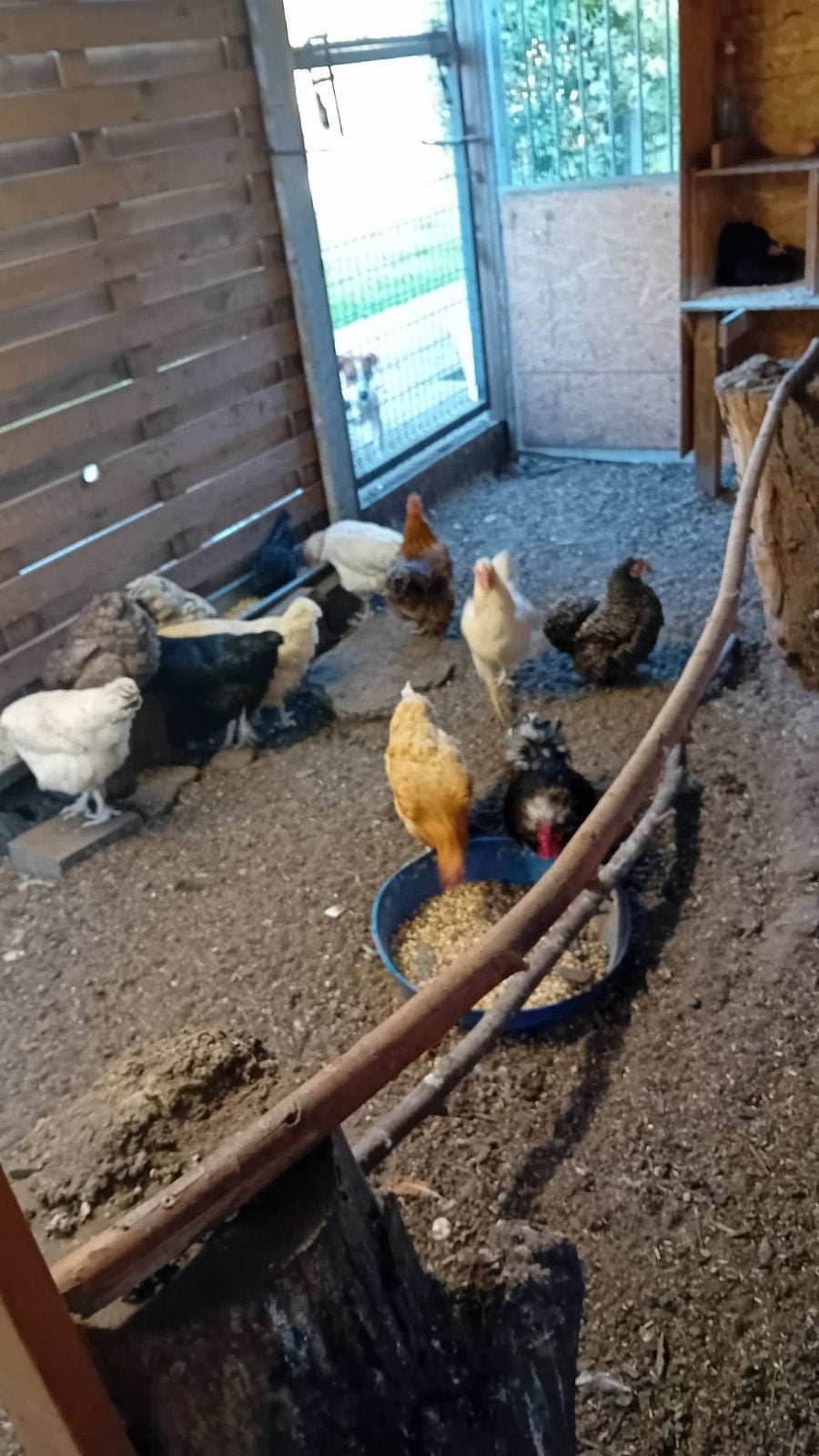 Kippen 100€ voor alles, Dieren en Toebehoren, Pluimvee