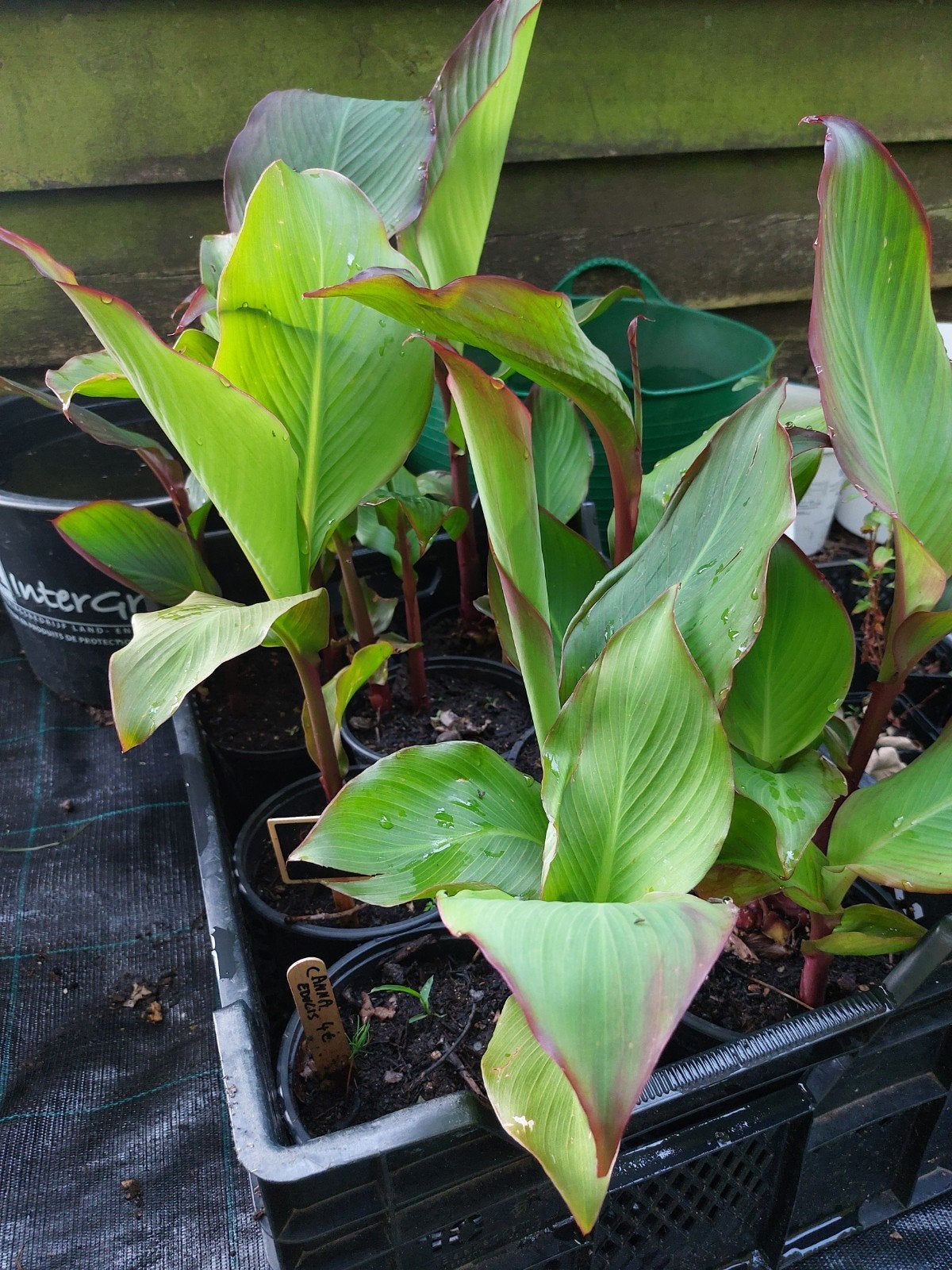 Canna Edulis, Jardin & Terrasse, Enlèvement