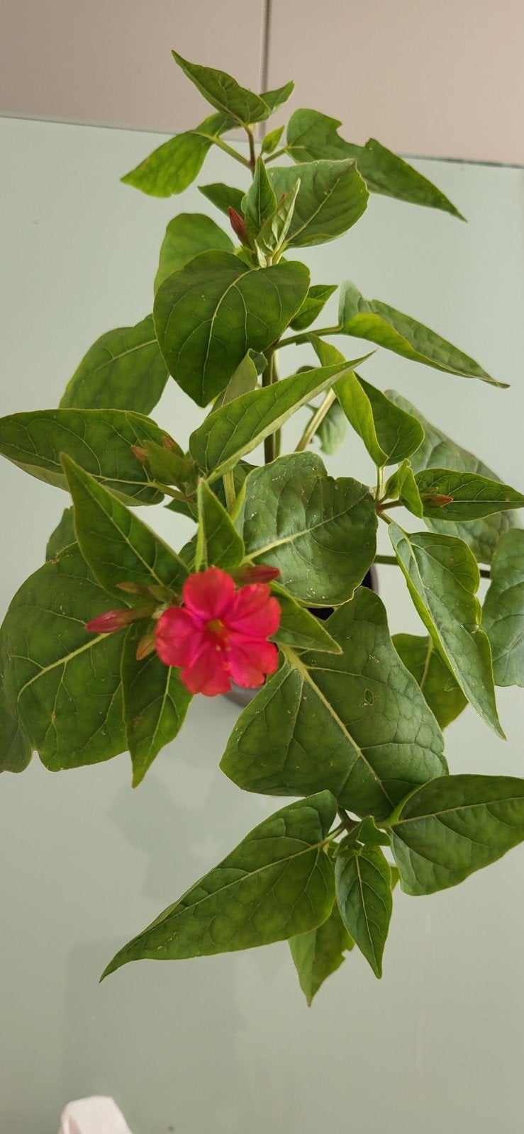 Mirabilis jalapa, Ophalen
