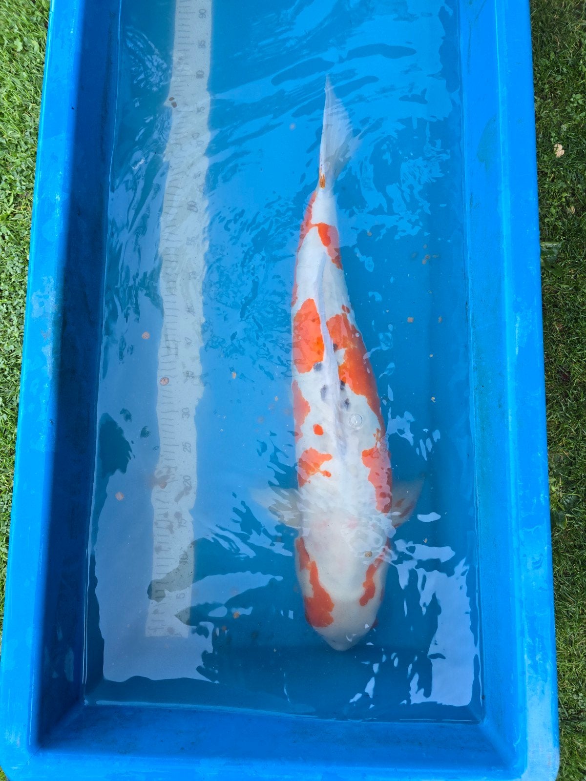 Zeer grote en forse doitsu sanke 75-80cm