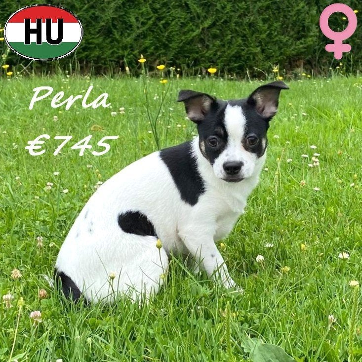 X Chihuahua femelle Perla - à vendre, 15 semaines à 1 an, Hépatite contagieuse (maladie de Rubarth), Chienne, Un chien
