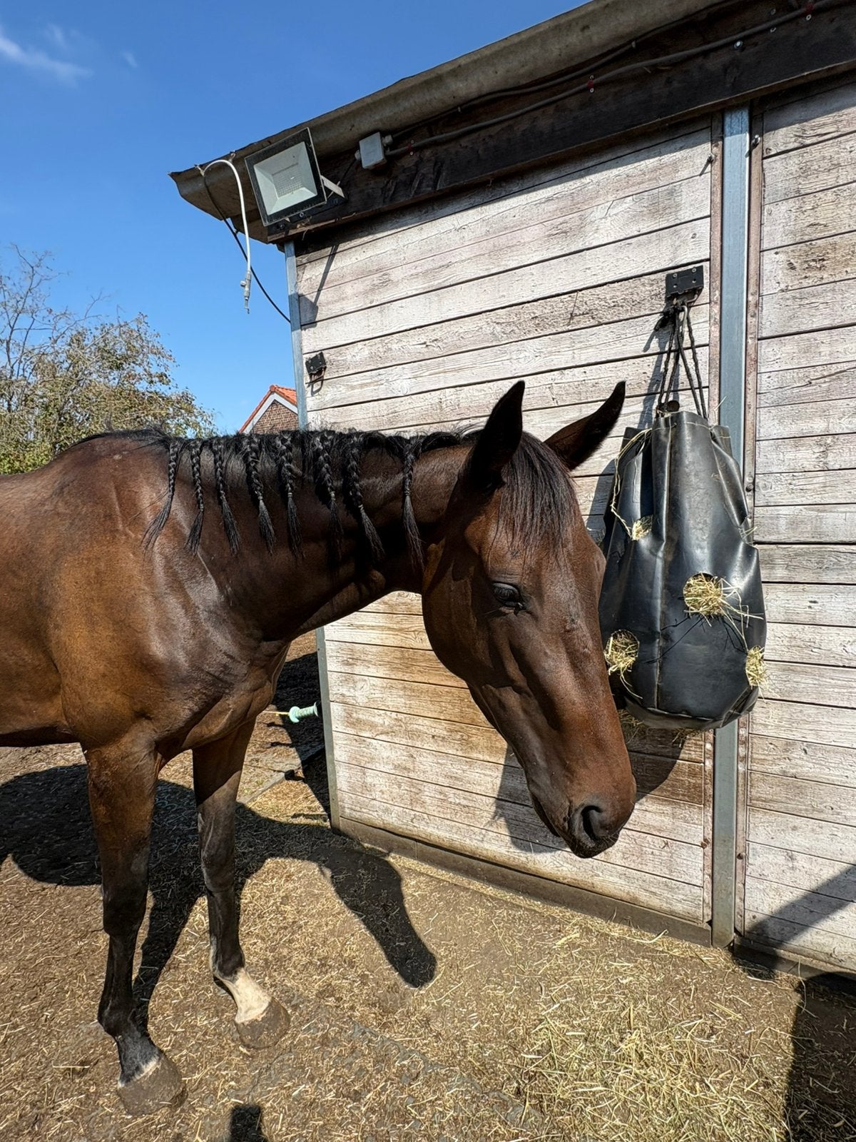 Lieve 3 jarige merrie, Dieren en Toebehoren, Paarden, Merrie