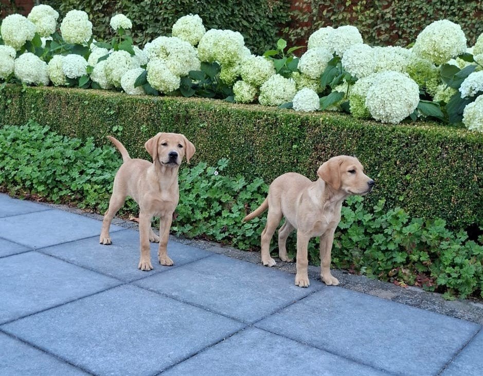 labrador pups, Dieren en Toebehoren, Parvo, België, 8 tot 15 weken, Labrador retriever