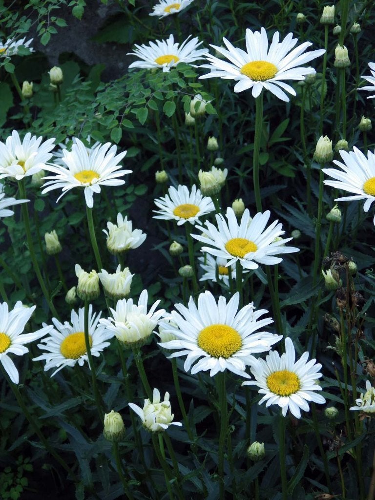 Overschot Gezonde Tuinplanten aan €.1,00/pot, Volle zon, Vaste plant, Zomer, Ophalen