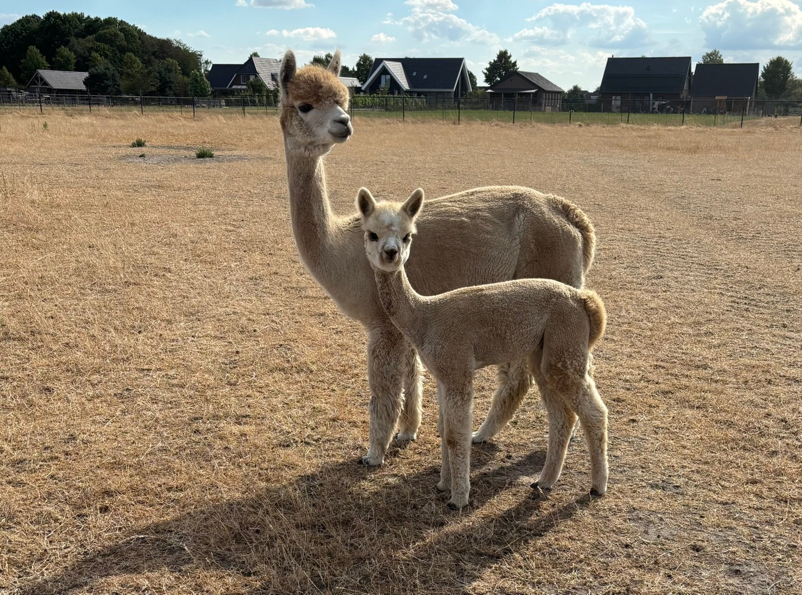 Stamboom alpaca merrie met hengstveulen, Juin, Plusieurs animaux