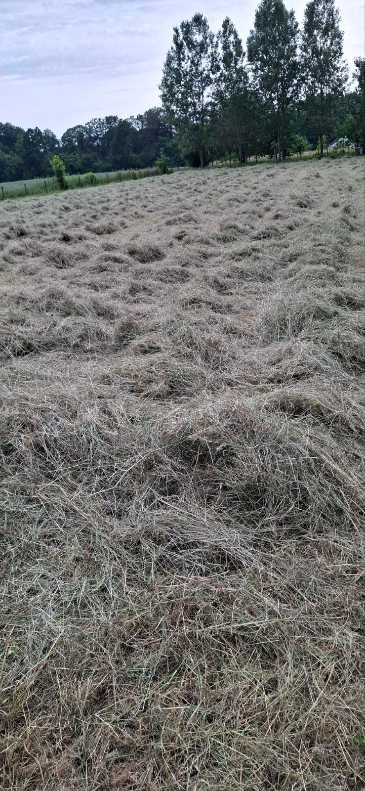 Vers hooi., Dieren en Toebehoren, Ophalen