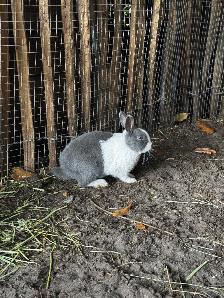 Kleurdwerg rammetje, Dieren en Toebehoren, Mannelijk, Klein, 0 tot 2 jaar