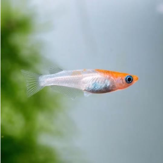 Kohaku Medaka Volwassen 3-3.5cm (Pure strain), Zoetwatervis