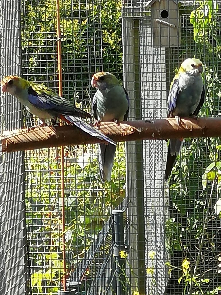 bleekkop rosella, Meerdere dieren, Parkiet, Geringd