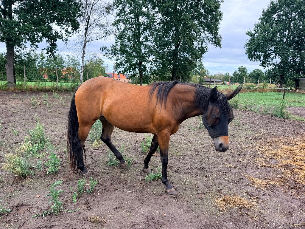 Quarter mix Merrie, Dieren en Toebehoren, Minder dan 160 cm, 0 tot 2 jaar, Westernpaard, Onbeleerd