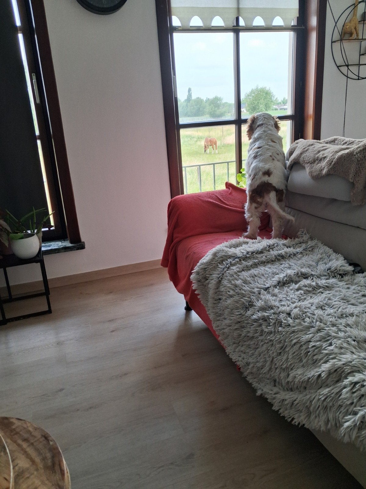mooie Belle Etage met zicht op weide's