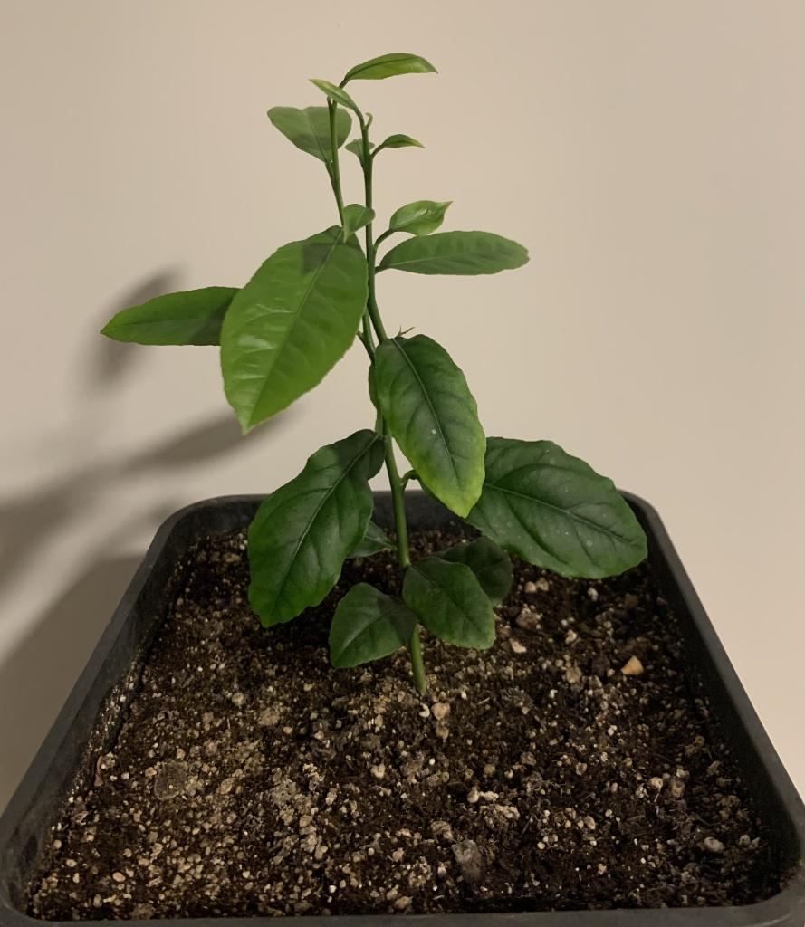 Citrus Limonum - Citronniers, Jardin & Terrasse, Plantes | Arbres fruitiers, Citronnier, Plein soleil, En pot, Enlèvement ou Envoi