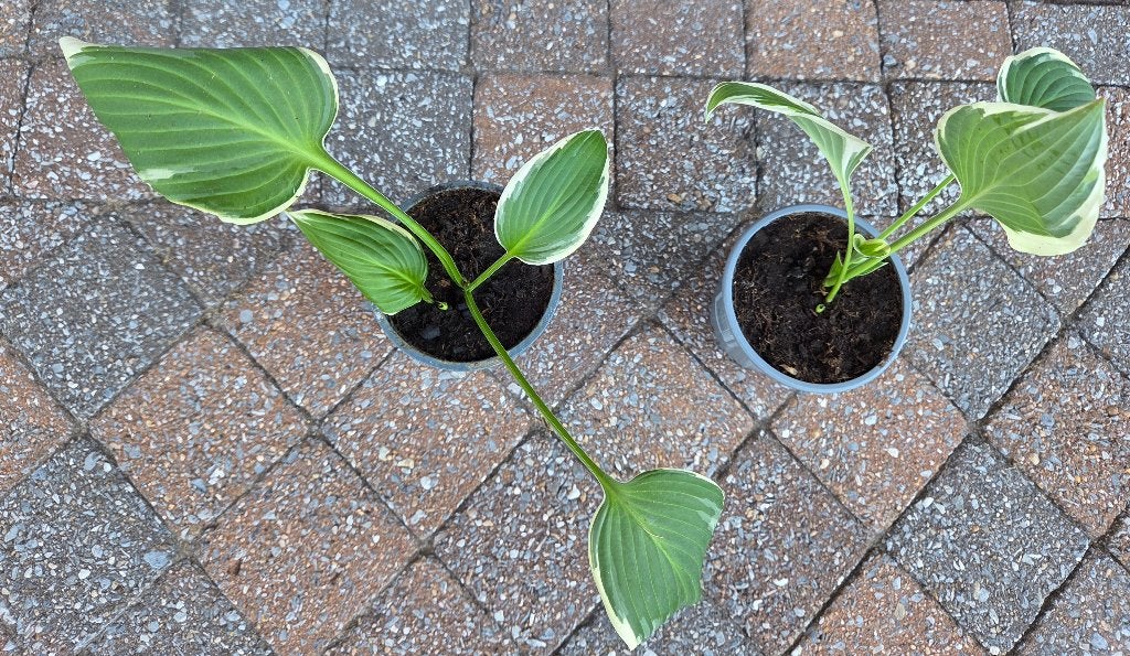 2 Jonge scheuten hosta patriot in pot., Ophalen, Vaste plant, Halfschaduw