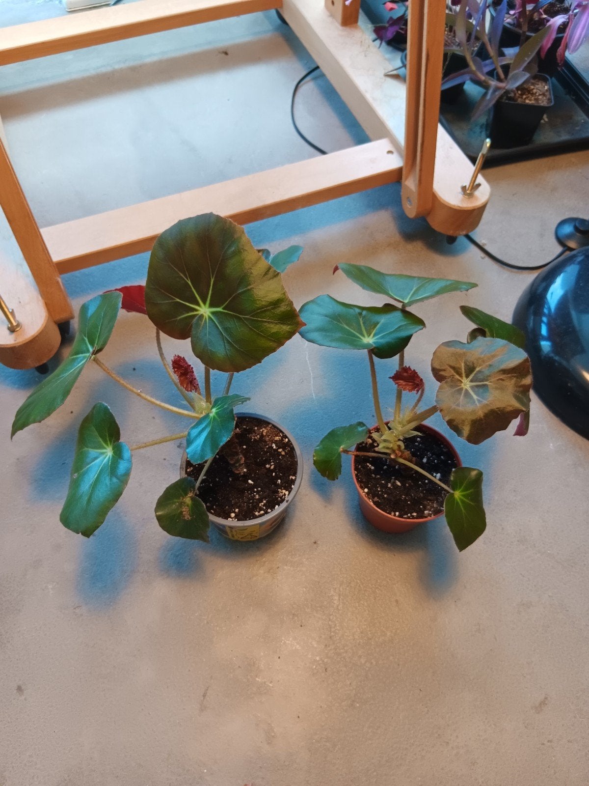 begonia "biefsteakplant",mooie grote.., Enlèvement