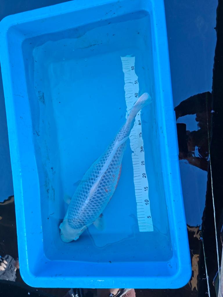 Japanse koi Asagi, Dieren en Toebehoren, Karper of Koi